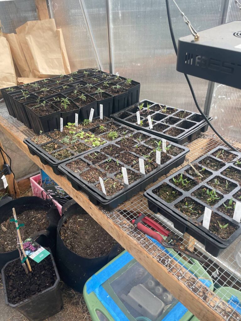 Seedlings growing in the greenhouse
