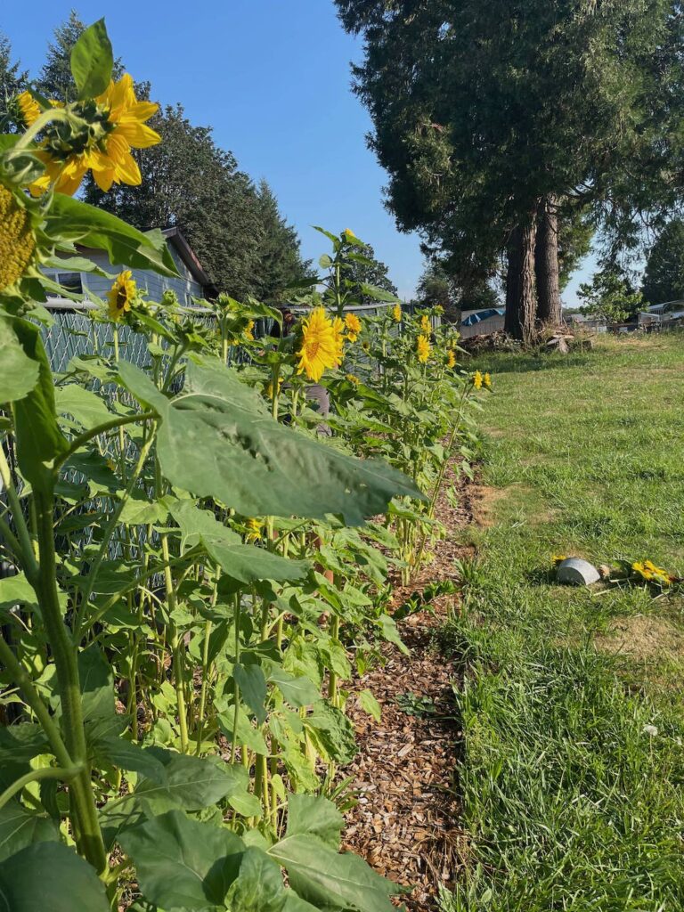 Tall sunflowers growing