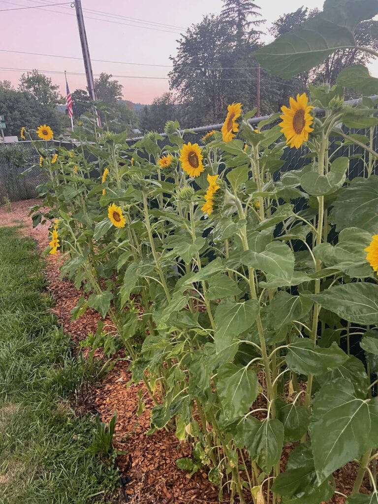 Sunflower gardens